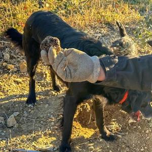 Provence Truffle Hunting tour
