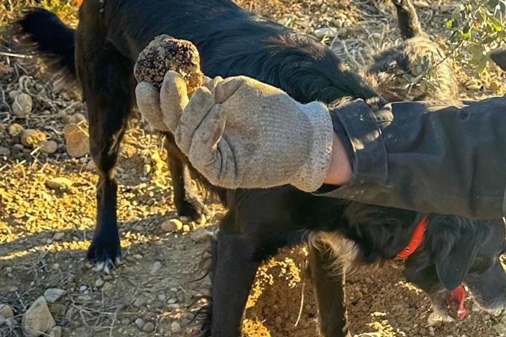 Provence Truffle Hunting tour