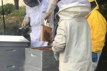 beekeeping tour in france