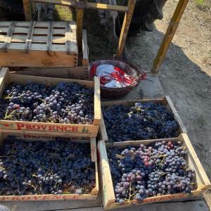 provence grape picking tour