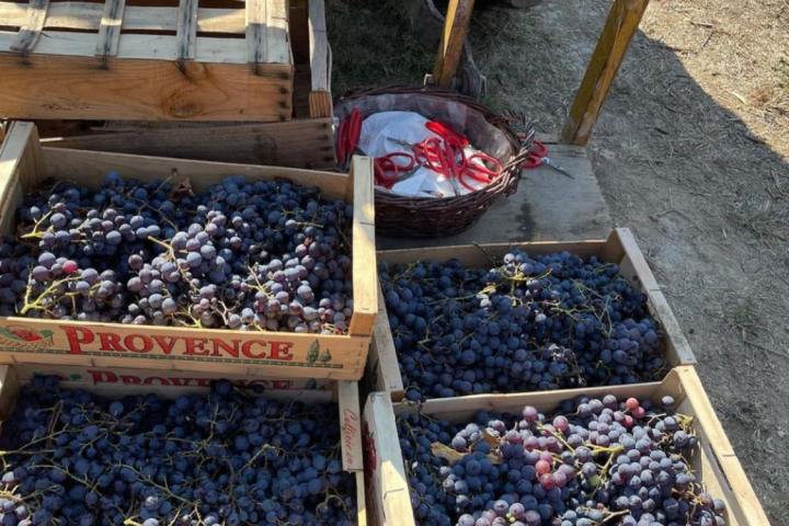 provence grape picking tour