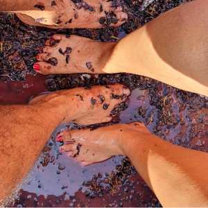 provence grape picking tourperson