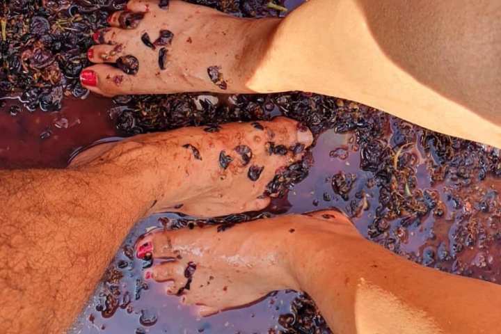 provence grape picking tourperson