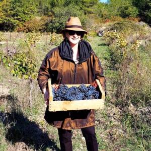 provence grape picking tour