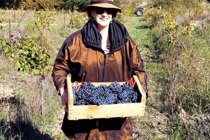 provence grape picking tour