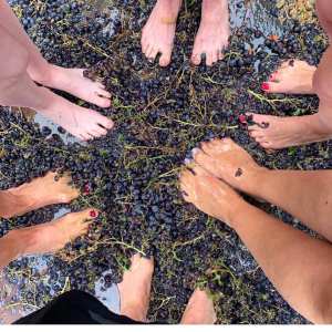 provence grape picking tour