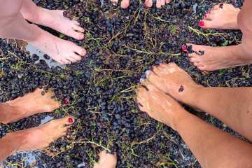 provence grape picking tour