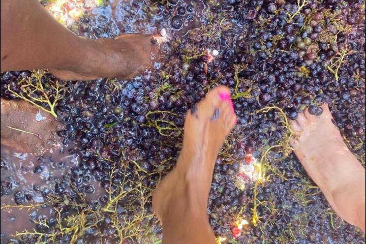 provence grape picking tour