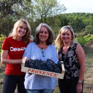 provence grape picking tour