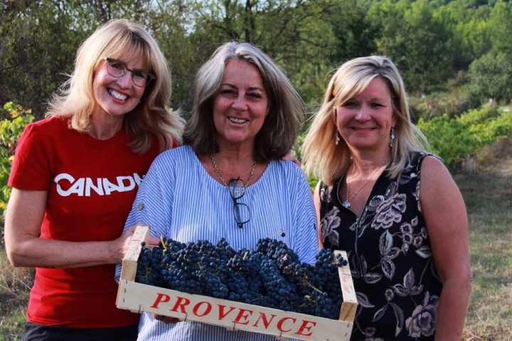 provence grape picking tour