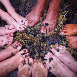provence grape picking tour