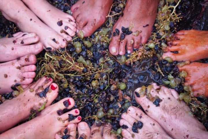 provence grape picking tour