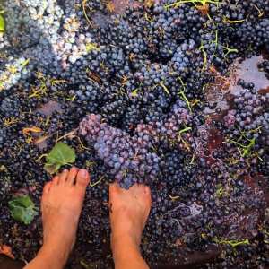 provence grape picking tour