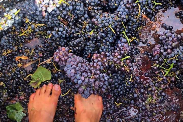 provence grape picking tour