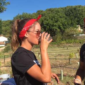 provence grape picking tour