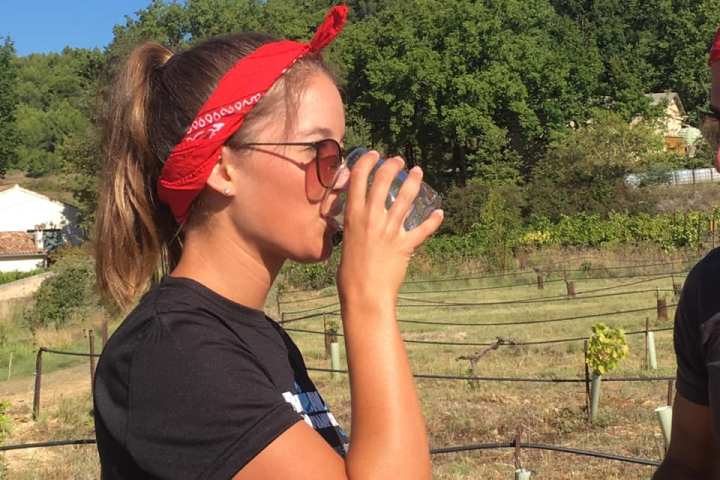 provence grape picking tour