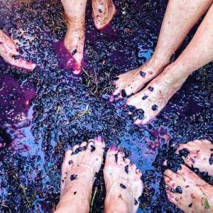 provence grape picking tour