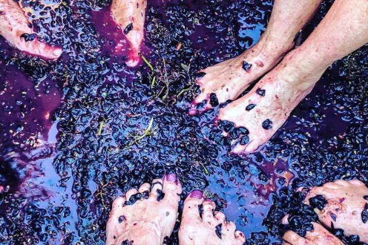 provence grape picking tour