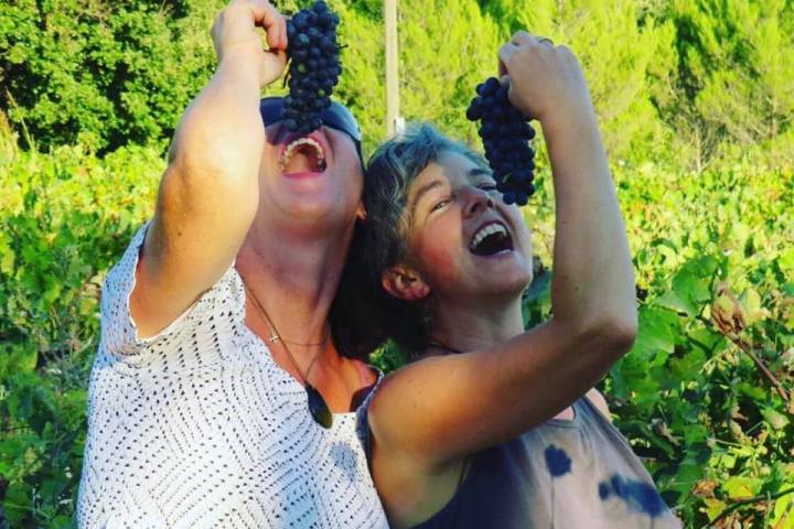 provence grape picking tour