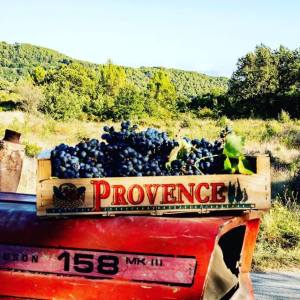 provence grape picking tour