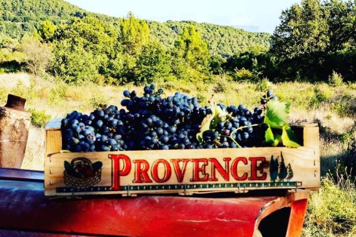provence grape picking tour