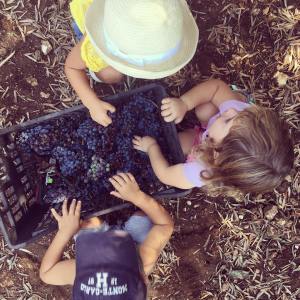 sicily farm to table tour