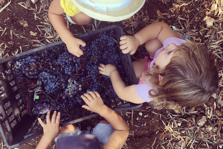 sicily farm to table tour