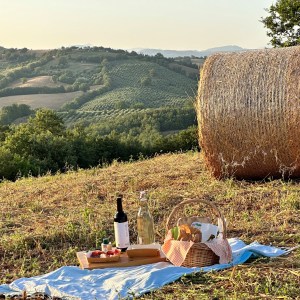 picnic vineyard in tuscania