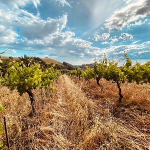 picnic vineyard in tuscania