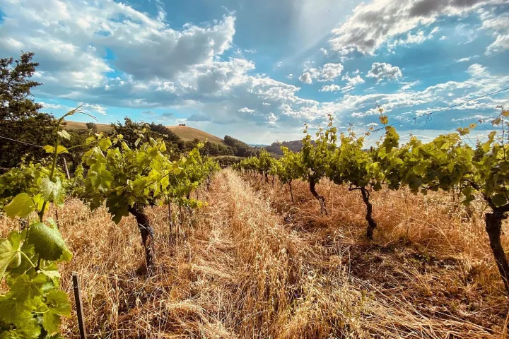 picnic vineyard in tuscania