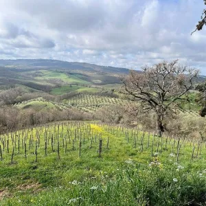 picnic vineyard in tuscania