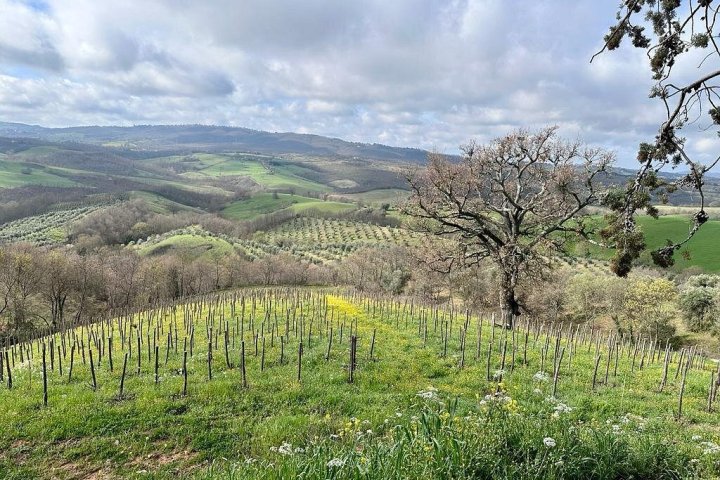 picnic vineyard in tuscania