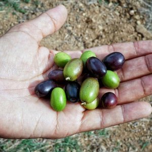 picnic vineyard in tuscania