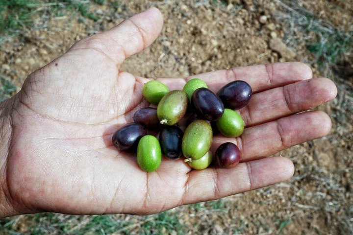 picnic vineyard in tuscania