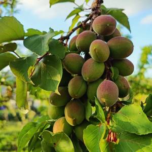 Rioja permaculture Experience