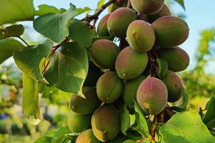 Rioja permaculture Experience