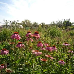 a group of pink flowers in a field