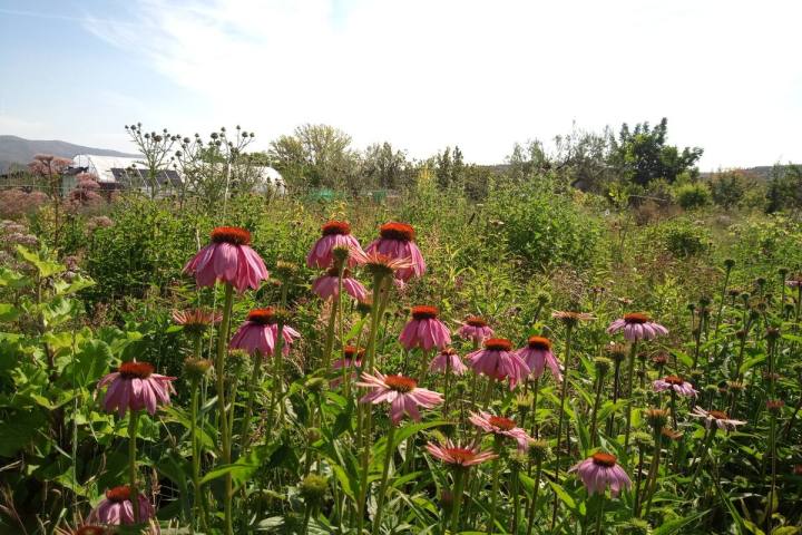 a group of pink flowers in a field