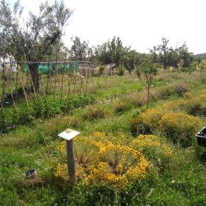 a close up of a lush green field