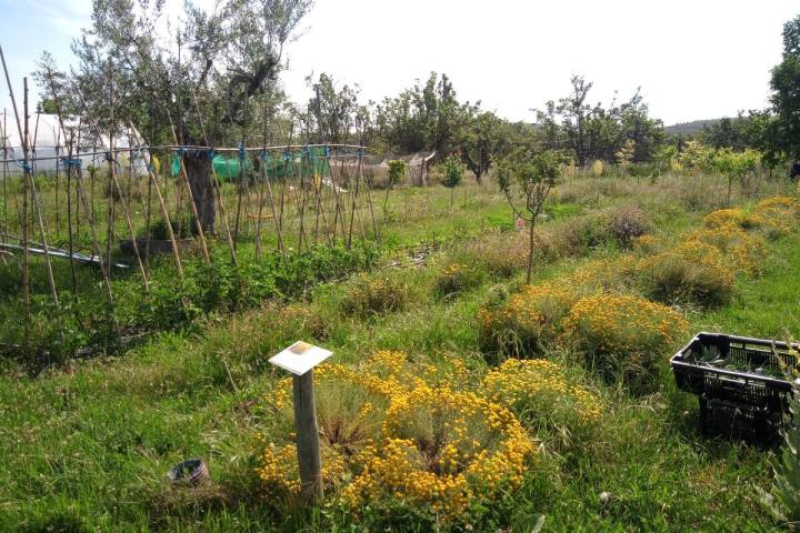 a close up of a lush green field