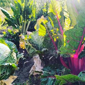 Rioja permaculture Experience