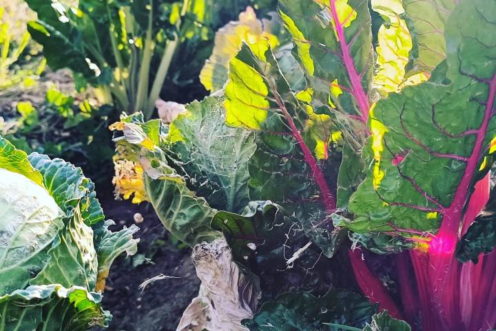 Rioja permaculture Experience