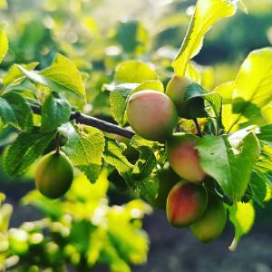 Rioja permaculture Experience