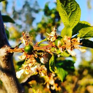 Rioja permaculture Experience