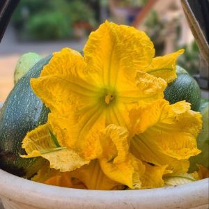 Cooking class in Sicily