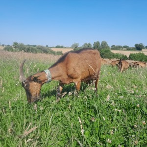 goat farm tour in France