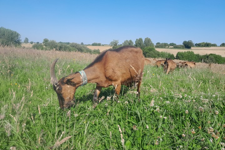 goat farm tour in France