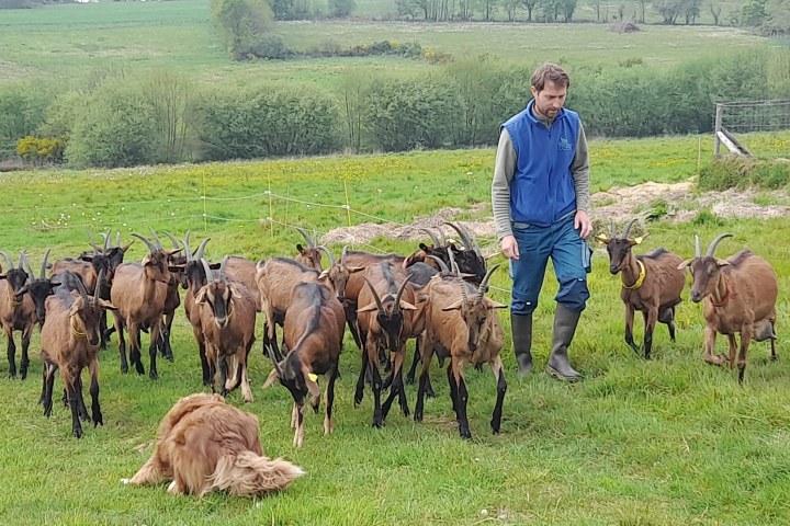 goat farm tour in France