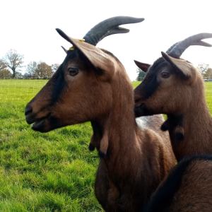 goat farm tour in France