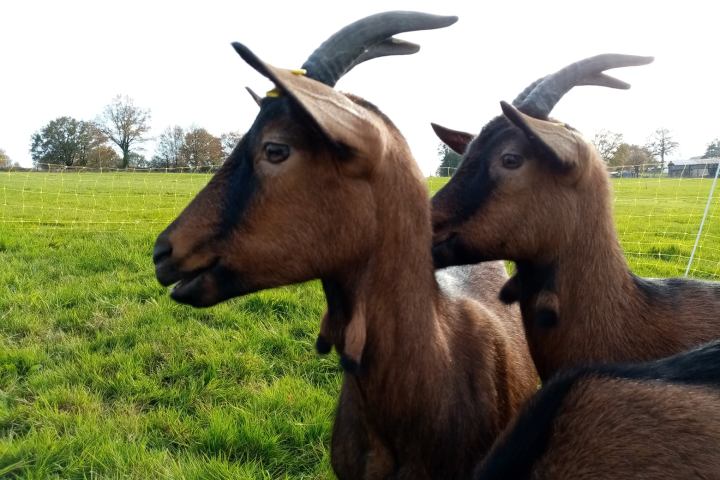 goat farm tour in France